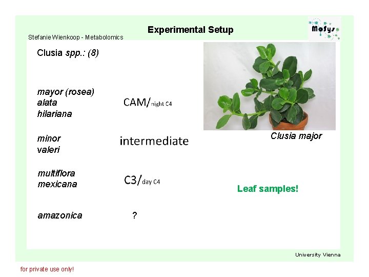 Experimental Setup Stefanie Wienkoop - Metabolomics Clusia spp. : (8) mayor (rosea) alata hilariana