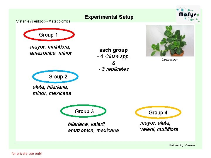 Stefanie Wienkoop - Metabolomics Experimental Setup Group 1 mayor, multiflora, amazonica, minor each group