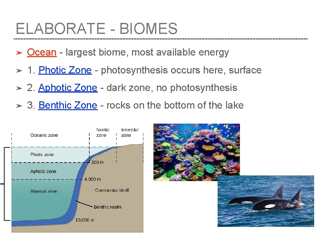 ELABORATE - BIOMES ➤ Ocean - largest biome, most available energy ➤ 1. Photic