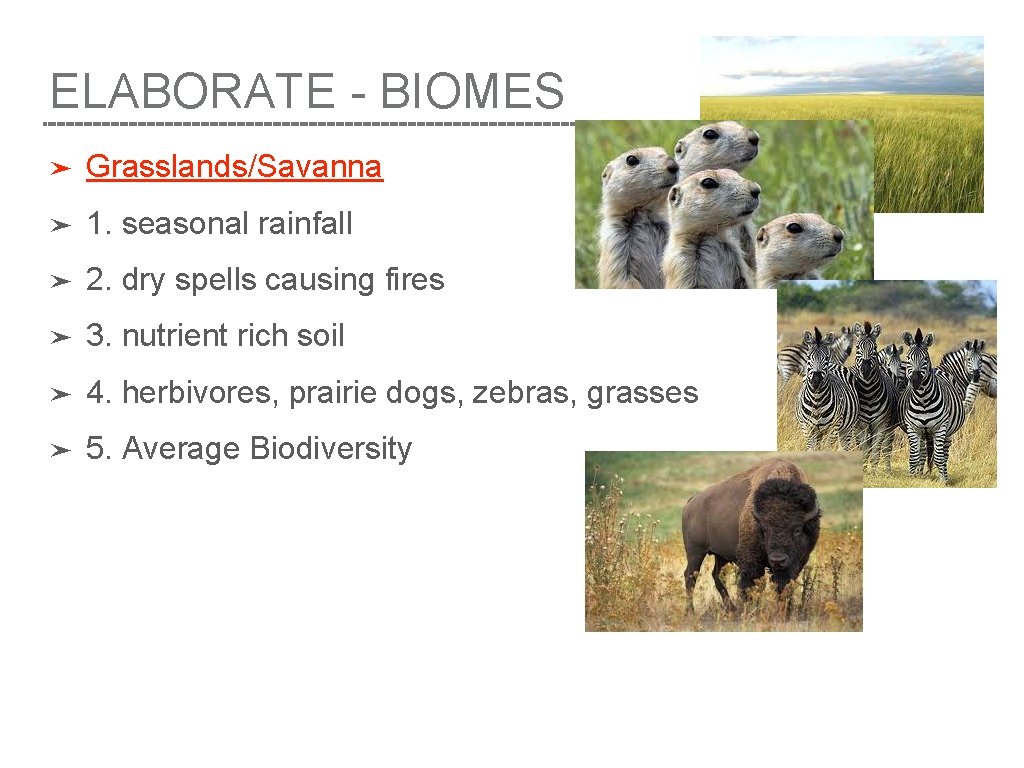 ELABORATE - BIOMES ➤ Grasslands/Savanna ➤ 1. seasonal rainfall ➤ 2. dry spells causing