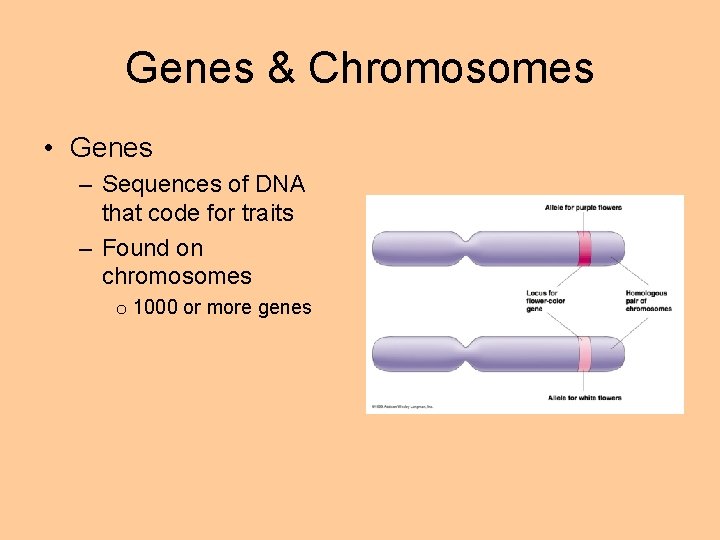 Genes & Chromosomes • Genes – Sequences of DNA that code for traits –