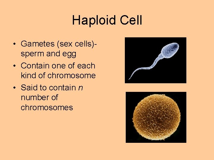 Haploid Cell • Gametes (sex cells)sperm and egg • Contain one of each kind