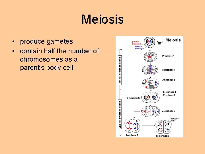 Meiosis • produce gametes • contain half the number of chromosomes as a parent’s