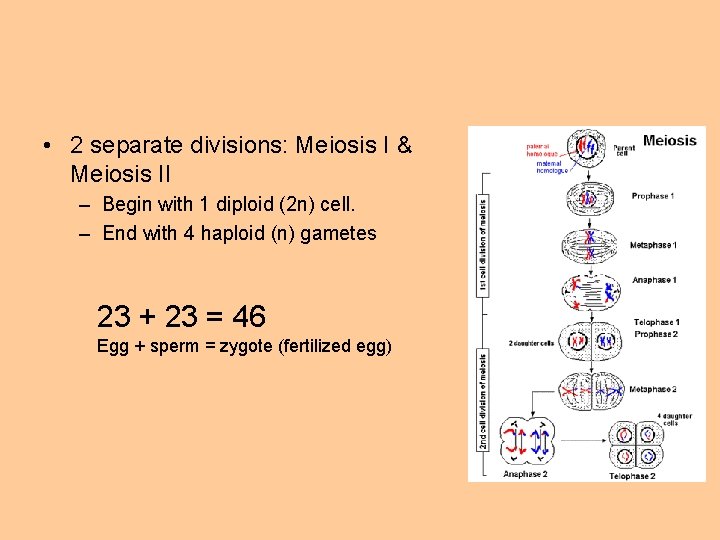  • 2 separate divisions: Meiosis I & Meiosis II – Begin with 1