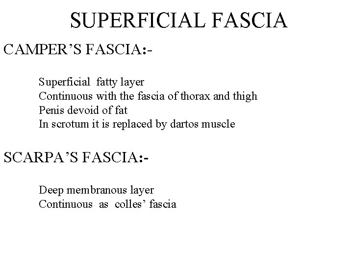 SUPERFICIAL FASCIA CAMPER’S FASCIA: Superficial fatty layer Continuous with the fascia of thorax and