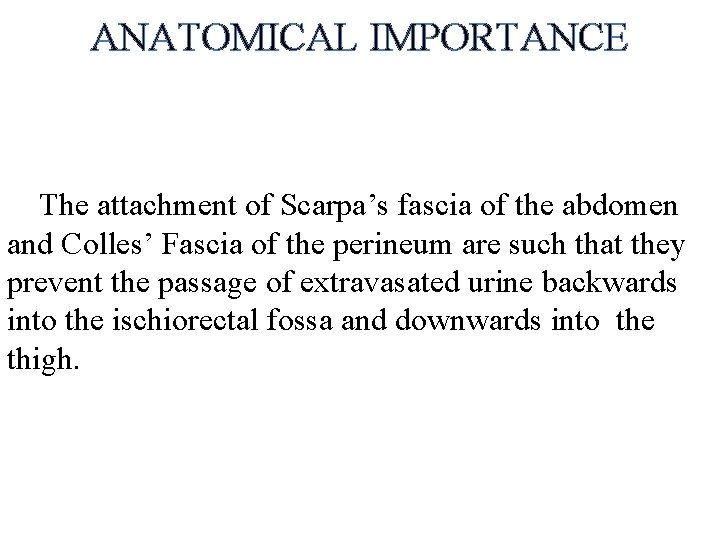 ANATOMICAL IMPORTANCE The attachment of Scarpa’s fascia of the abdomen and Colles’ Fascia of