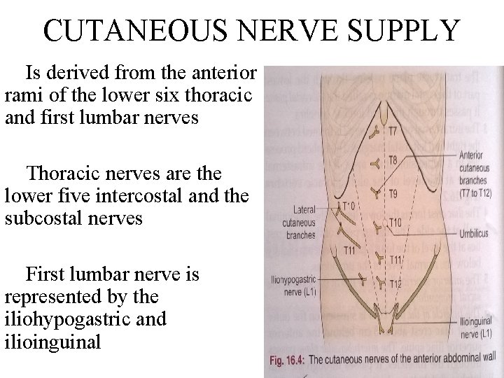 CUTANEOUS NERVE SUPPLY Is derived from the anterior rami of the lower six thoracic