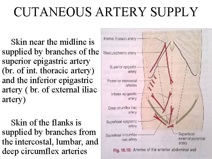 CUTANEOUS ARTERY SUPPLY Skin near the midline is supplied by branches of the superior