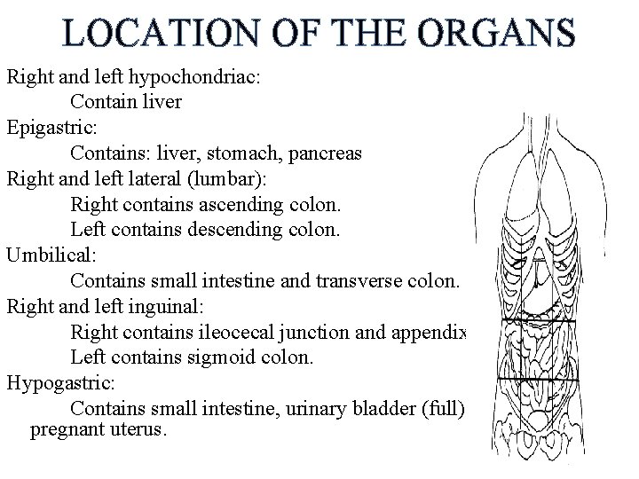 LOCATION OF THE ORGANS Right and left hypochondriac: Contain liver Epigastric: Contains: liver, stomach,