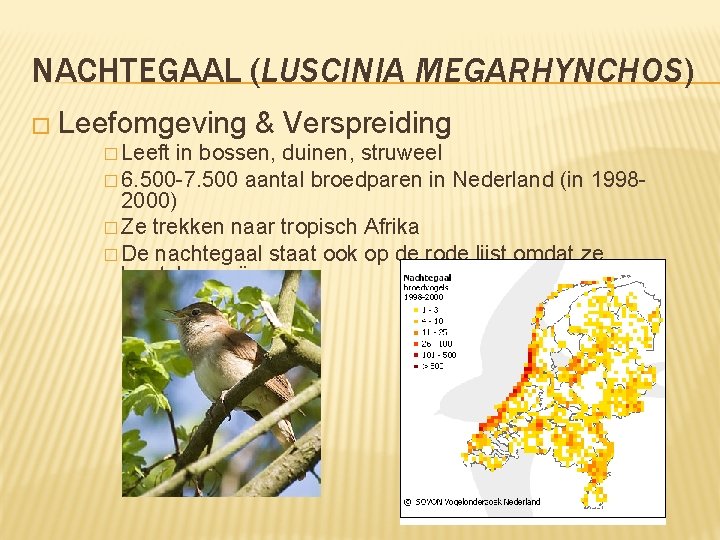 NACHTEGAAL (LUSCINIA MEGARHYNCHOS) � Leefomgeving & Verspreiding � Leeft in bossen, duinen, struweel �