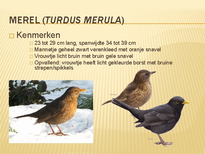 MEREL (TURDUS MERULA) � Kenmerken 23 tot 29 cm lang, spanwijdte 34 tot 39