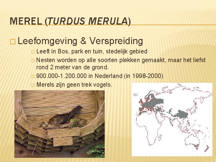 MEREL (TURDUS MERULA) � Leefomgeving � Leeft & Verspreiding in Bos, park en tuin,