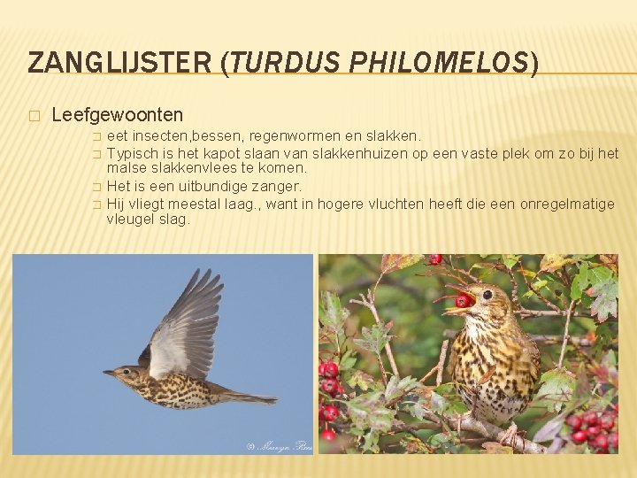 ZANGLIJSTER (TURDUS PHILOMELOS) � Leefgewoonten � � eet insecten, bessen, regenwormen en slakken. Typisch