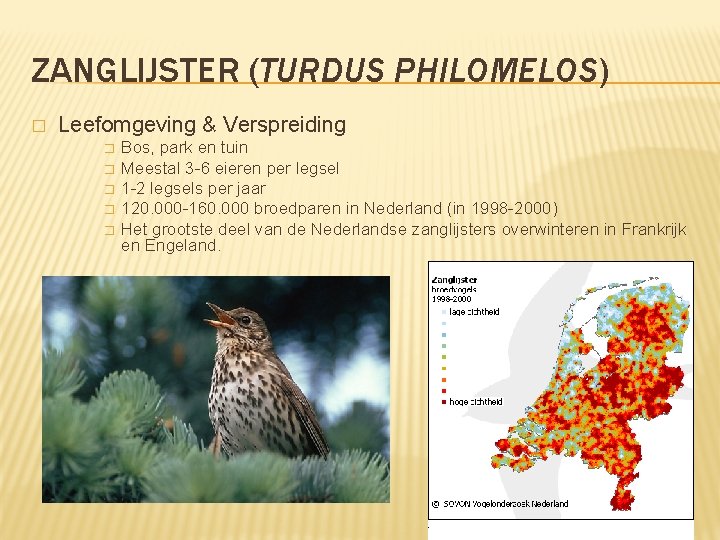 ZANGLIJSTER (TURDUS PHILOMELOS) � Leefomgeving & Verspreiding � � � Bos, park en tuin