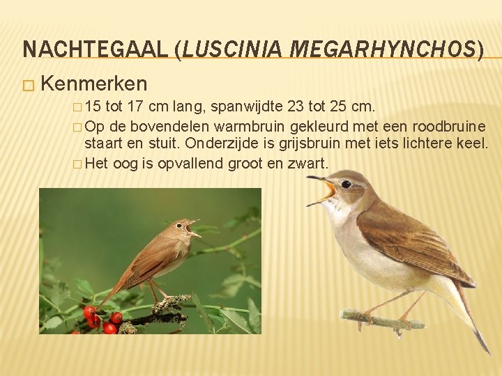 NACHTEGAAL (LUSCINIA MEGARHYNCHOS) � Kenmerken � 15 tot 17 cm lang, spanwijdte 23 tot