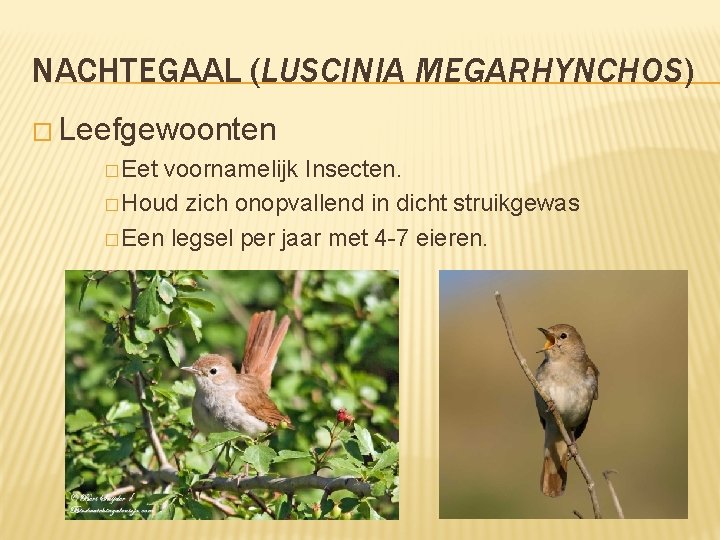 NACHTEGAAL (LUSCINIA MEGARHYNCHOS) � Leefgewoonten � Eet voornamelijk Insecten. � Houd zich onopvallend in