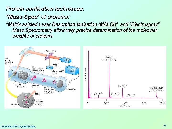Protein purification techniques: “Mass Spec” of proteins: “Matrix-asisted Laser Desorption-ionization (MALDI)” and “Electrospray” Mass