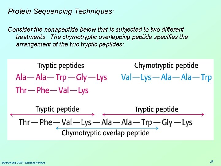Protein Sequencing Techniques: Consider the nonapeptide below that is subjected to two different treatments.