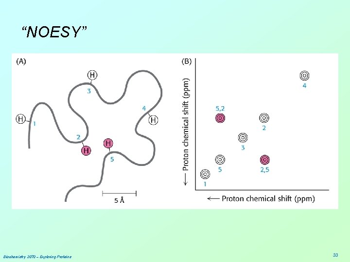 “NOESY” Biochemistry 3070 – Exploring Proteins 33 