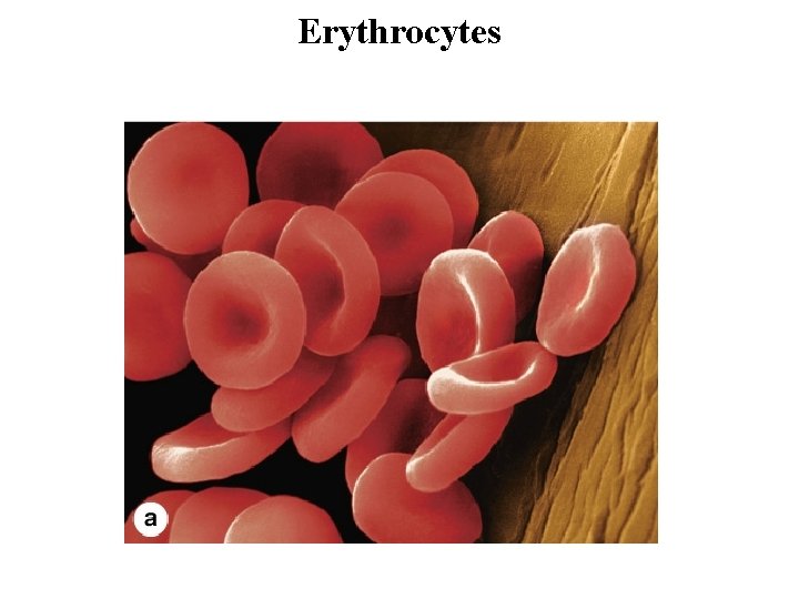 Erythrocytes 