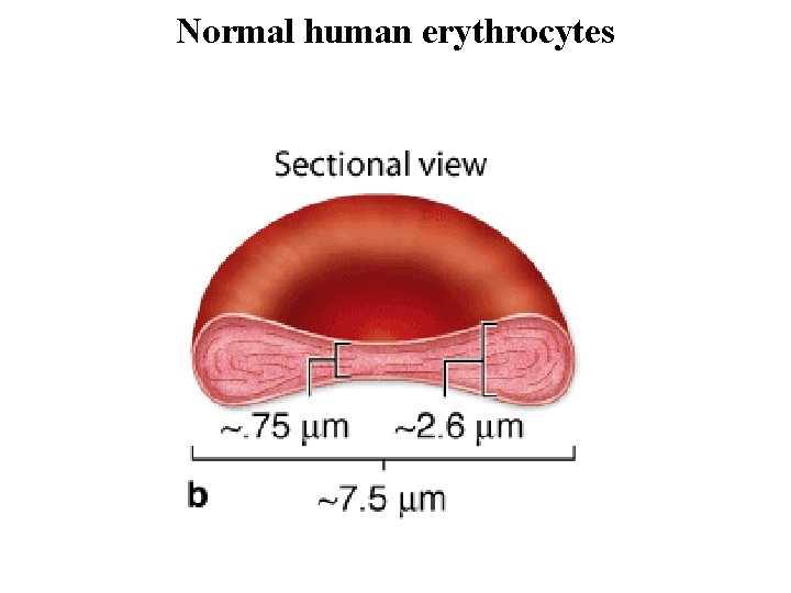Normal human erythrocytes 