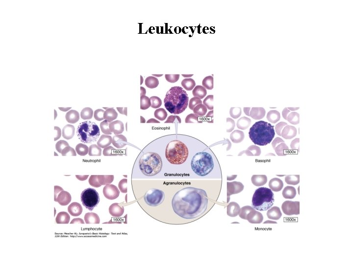 Leukocytes 