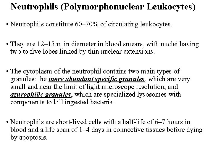 Neutrophils (Polymorphonuclear Leukocytes) • Neutrophils constitute 60– 70% of circulating leukocytes. • They are