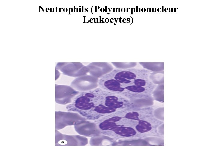 Neutrophils (Polymorphonuclear Leukocytes) 