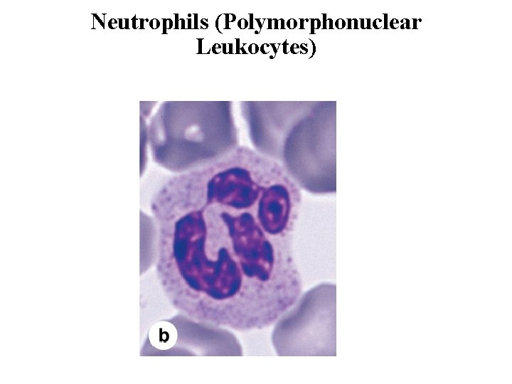 Neutrophils (Polymorphonuclear Leukocytes) 