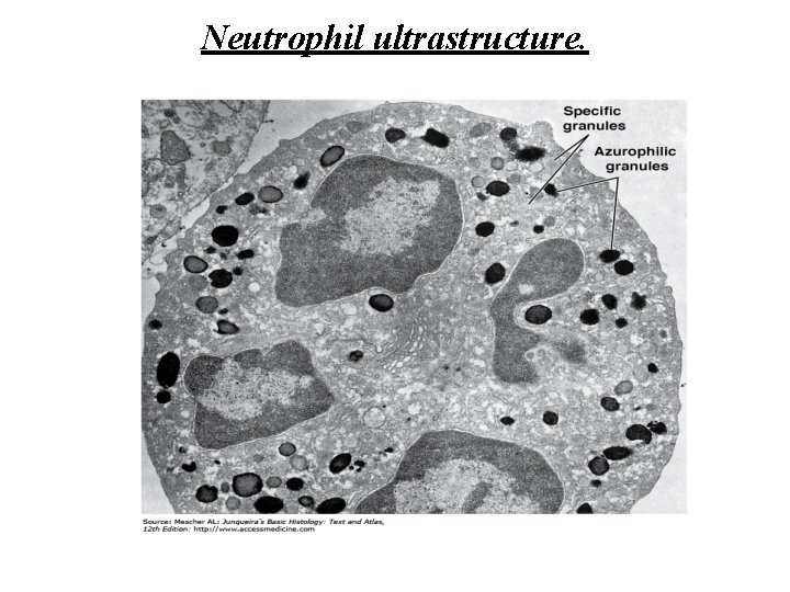 Neutrophil ultrastructure. 