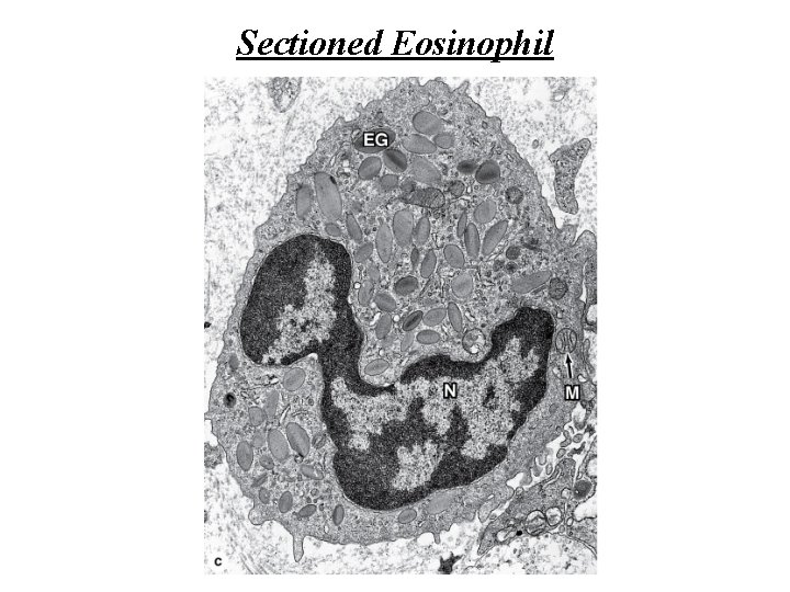Sectioned Eosinophil 