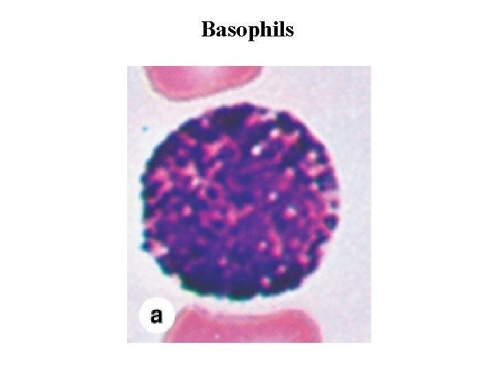 Basophils 