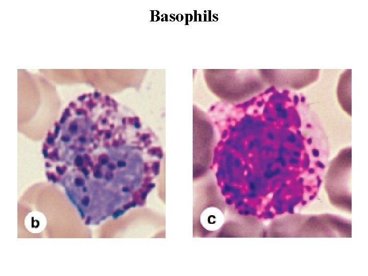 Basophils 