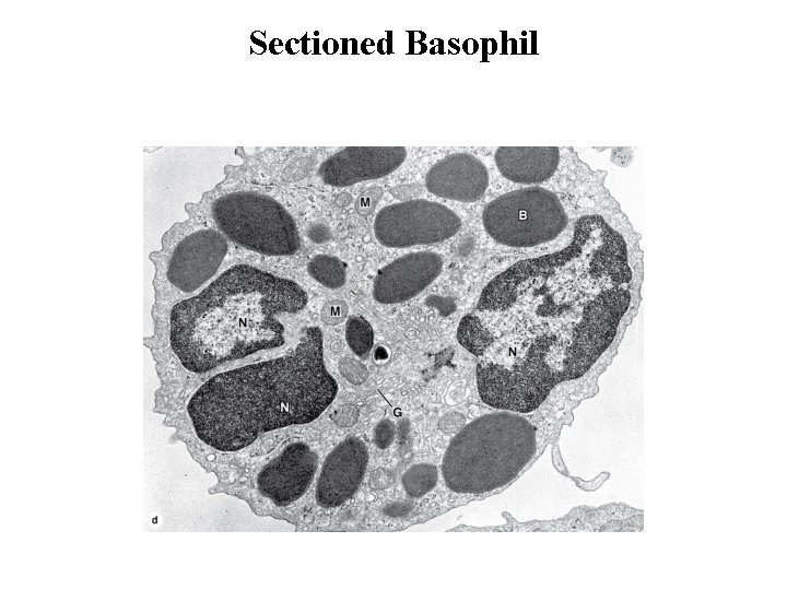 Sectioned Basophil 