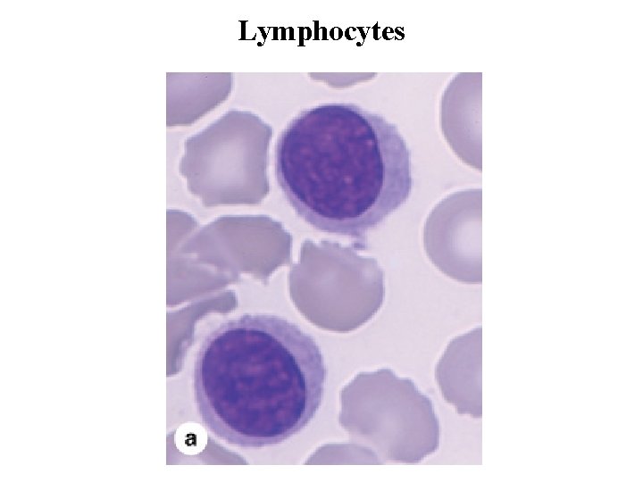 Lymphocytes 