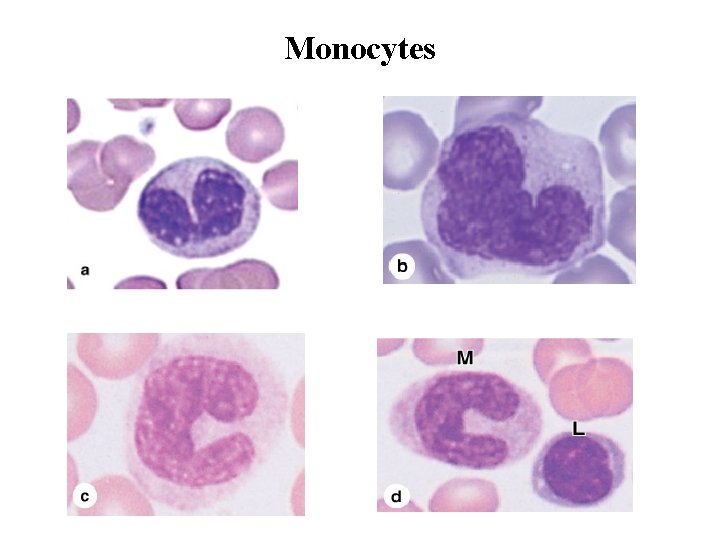 Monocytes 