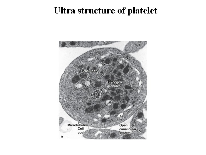 Ultra structure of platelet 