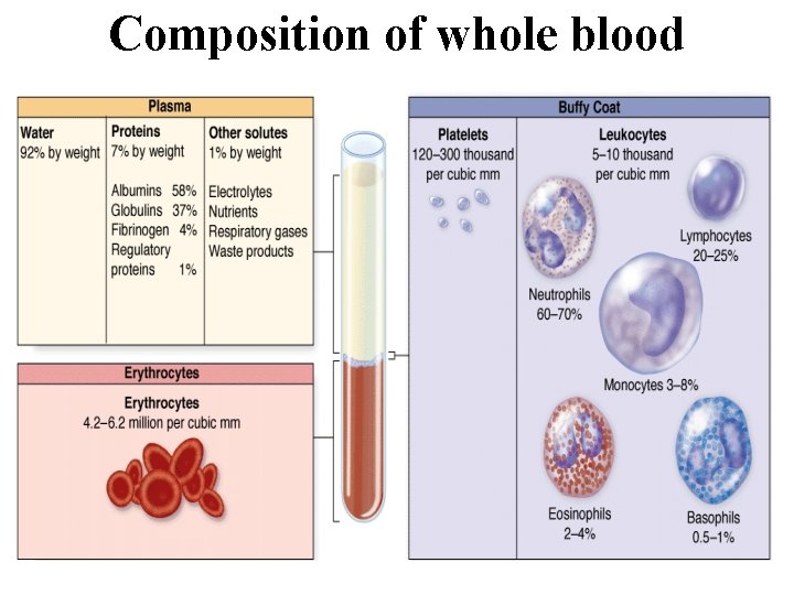 Composition of whole blood 