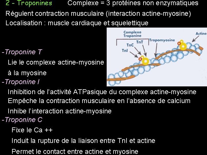 2 - Troponines Complexe = 3 protéines non enzymatiques Régulent contraction musculaire (interaction actine-myosine)