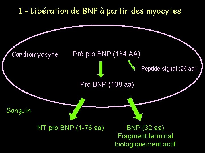 1 - Libération de BNP à partir des myocytes Cardiomyocyte Pré pro BNP (134