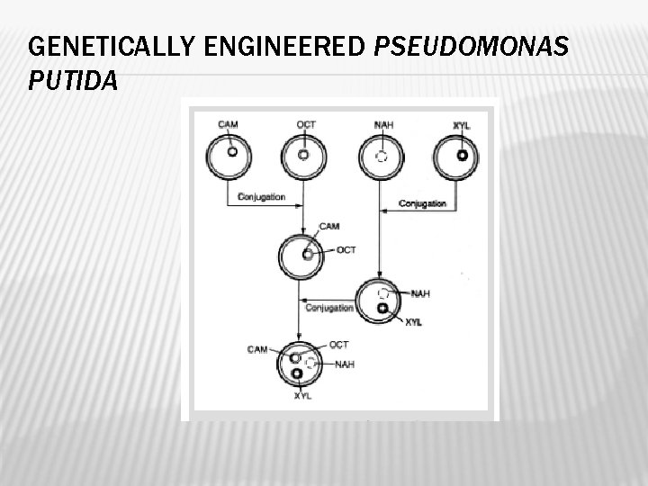 GENETICALLY ENGINEERED PSEUDOMONAS PUTIDA 