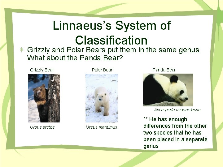 Linnaeus’s System of Classification Grizzly and Polar Bears put them in the same genus.