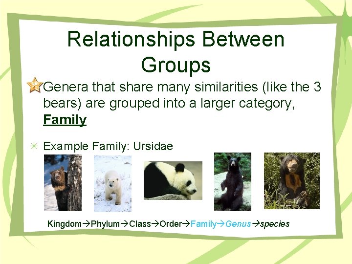 Relationships Between Groups Genera that share many similarities (like the 3 bears) are grouped