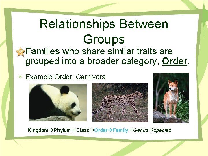 Relationships Between Groups Families who share similar traits are grouped into a broader category,