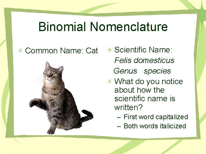 Binomial Nomenclature Common Name: Cat Scientific Name: Felis domesticus Genus species What do you