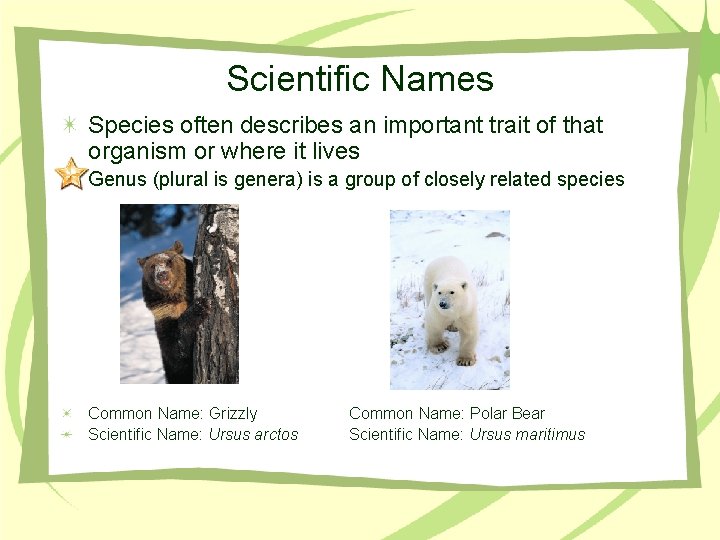 Scientific Names Species often describes an important trait of that organism or where it