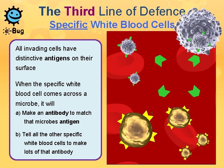 The Third Line of Defence Specific White Blood Cells All invading cells have distinctive