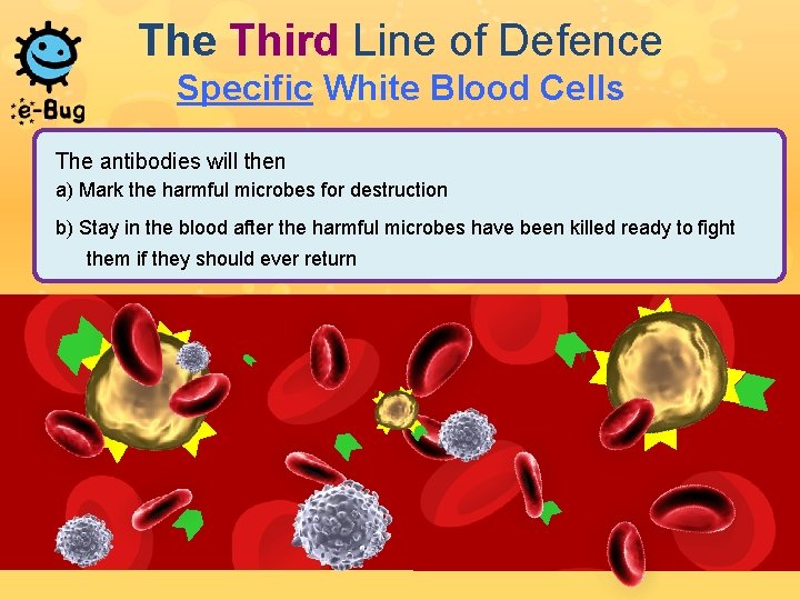 The Third Line of Defence Specific White Blood Cells The antibodies will then a)