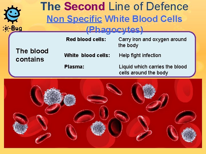The Second Line of Defence Non Specific White Blood Cells (Phagocytes) Red blood cells: