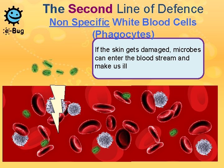 The Second Line of Defence Non Specific White Blood Cells (Phagocytes) If the skin